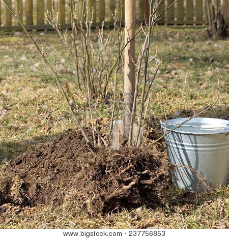 Bush Of Red Currant On The Background Of A Bucket Of Water And Shovels / Spring Planting On The Plot