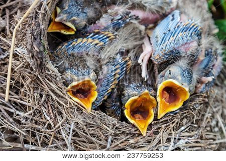 Song Thrush Chicks Sitting In Nest