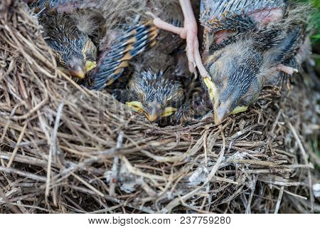 Song Thrush Chicks Sitting In Nest
