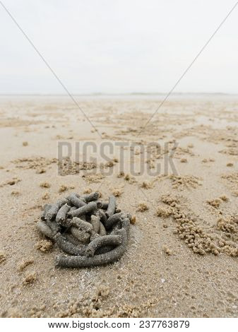 Abstract Shape Of Swirl Of Sand And Mud On The Beach Cast By Lug Or Sand Worms With Sediment Balls O