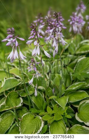 Violet Flowers Of Blooming Hosta Hosta Undulata .