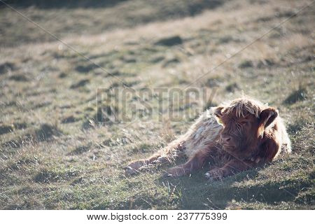 Highland Cattle In The Valley Dolomites Alp