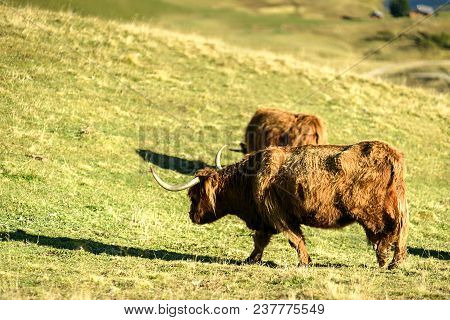 Highland Cattle In The Valley Dolomites Alp