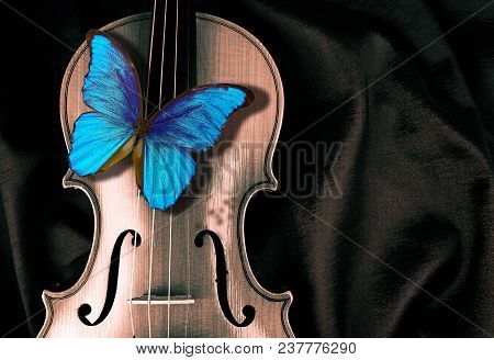 Beautiful Blue Butterfly Morfa Sitting On A Violin Close-up