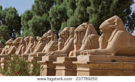 Row Of Ram-headed Sphinxes In Karnak Temple In Luxor, Egypt