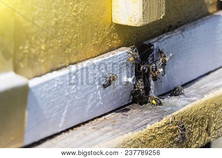 Bees Fly In The Hive. Bees Collect Pollen And Carry It To The Hive.