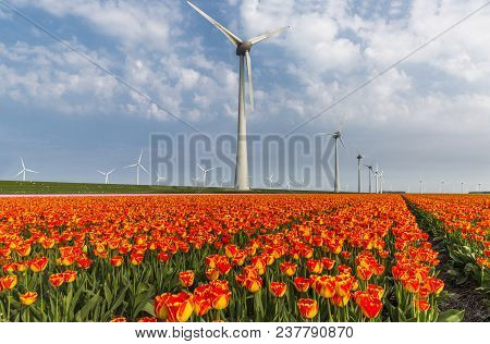 Orange Tulip Field And Wind Turbines In The Noordoostpolder Municipality, Flevoland, Netherlands