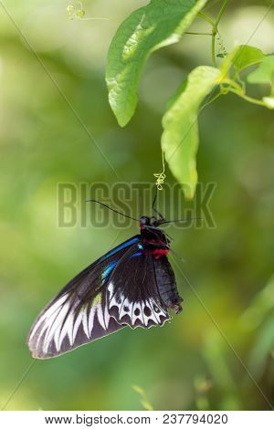 New born butterfly Trogonoptera albescens brookiana drying his wings before the first flight, Malaysia