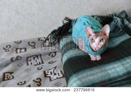 A Cat Of A Canadian Gray Sphinx Wearing A Sweater, Sitting On A Blanket