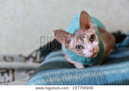 A Cat Of A Canadian Gray Sphinx Wearing A Sweater, Sitting On A Blanket And Looking At The Camera