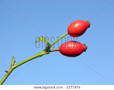 Rosa canina