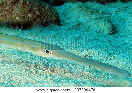 Close-up Of A Smoot Flutemouth (fistularia Commersonii). Coiba, Panama