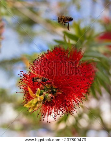 Red Flower Shrub Callistemon. Bee Looking For Sweet Nectar In The Flower Of Callistemon. The Inflore