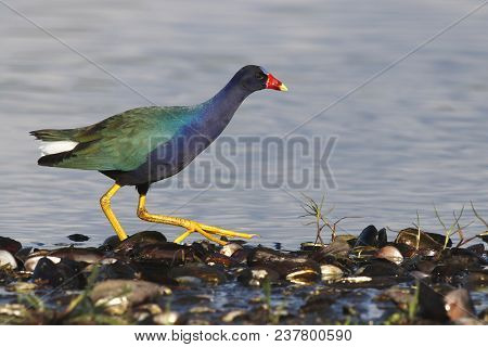 A Purple Gallinule, Porphyrio Martinicus Walks In Shallow Water In Florida