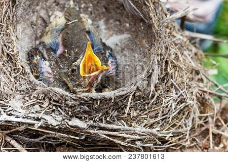 Song Thrush Chicks Sitting In Nest