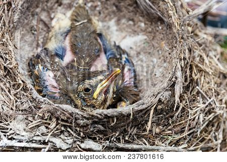 Song Thrush Chicks Sitting In Nest