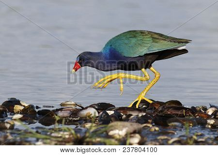 A Purple Gallinule, Porphyrio Martinicus Walks In Shallow Water In Florida