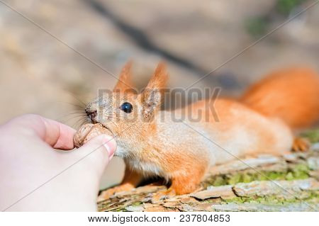 Small Cute Squirell Taking  Nut From Person Hand. Friendship Oh Human And Wild Animal. Wildlife And 