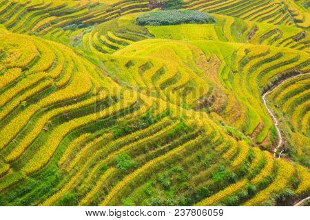 The Longsheng Rice Terraces(Dragon's Backbone) also known as Longji Rice Terraces are located in Longsheng County, about 100 kilometres (62 mi) from Guilin, Guangxi, China