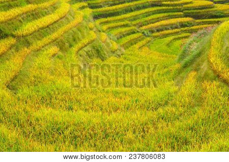 The Longsheng Rice Terraces(Dragon's Backbone) also known as Longji Rice Terraces are located in Longsheng County, about 100 kilometres (62 mi) from Guilin, Guangxi, China