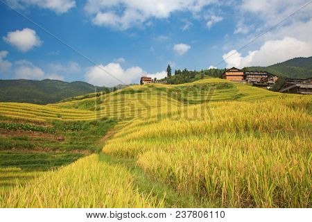 The Longsheng Rice Terraces(Dragon's Backbone) also known as Longji Rice Terraces are located in Longsheng County, about 100 kilometres (62 mi) from Guilin, Guangxi, China