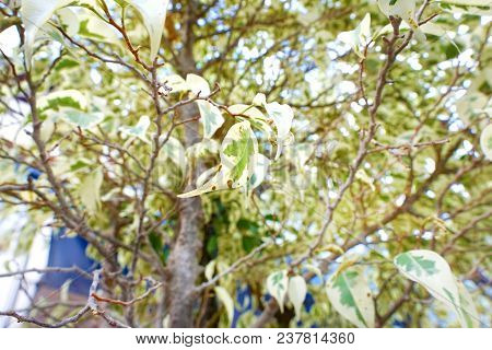 Bougainvillea Leaves As A Background. Nature Wallpaper Concept.(paper Flower, Kertas), Abstract Bran