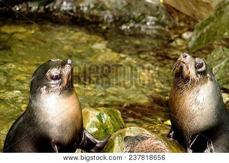 Two Fur Seal Pups Playing In A Forest Pool In Kaikoura Known As The Ohau Stream Seal Pups.