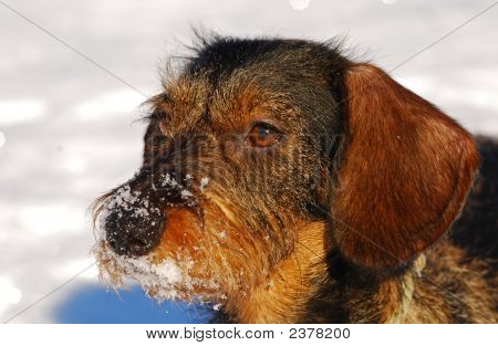 หิมะ Dachshund Harrired หยาบ