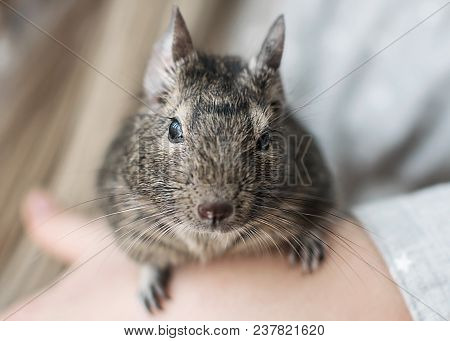 Young Girl Playing With Small Animal Common Degu Squirrel. Close-up Portrait Of The Cute Pet Sitting