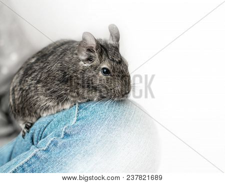 Young Girl With Small Animal Common Degu Squirrel. Close-up Portrait Of The Cute Pet Sitting In Kid'