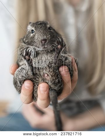 Young Girl Teen Holding Small Animal Common Degu Squirrel. Close-up Portrait Of The Cute Pet Sitting