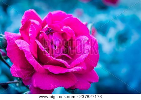 A Beautiful Red Rose With Brur Background