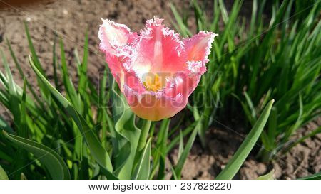 Pink Tulip In A Flower Garden On A Sunny Spring Day.