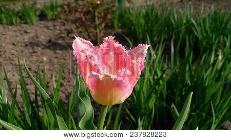 Pink Tulip In A Flower Garden On A Sunny Spring Day.