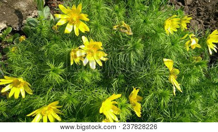 Yellow Spring Flowers On A Flower Bed.