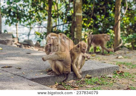 A Macaca Monkey, Khao Toh Sae Viewpoint On The Highest Hill In Phuket, Thailand.