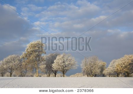 Snowy Trees