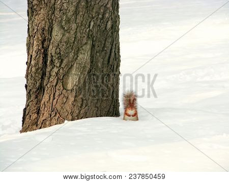 Funny Squirrel Sitting Next To The Tree And Waiting, Front View
