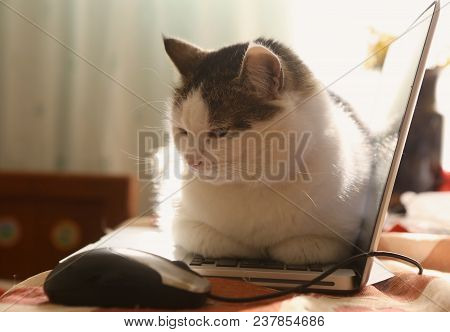 Cute Cat Lay Resting On Laptop Keyboard On The Table Funny Photo