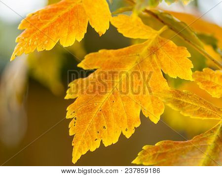 A Leaf Of A Bladder Senna Shrub (colutea Arborescens)