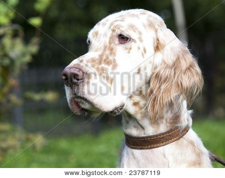 Hunderasse English Setter