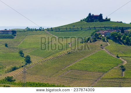 Beautiful Italian Landscape. Vineyards From Langhe Region,italy Agriculture. Unesco World Heritage S
