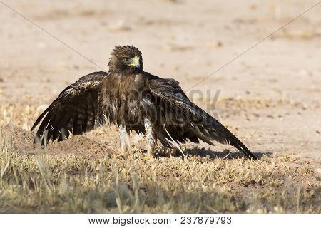 Wet Booted Eagle Sit On The Ground To Dry Out After A Bath Before It Take Off Again