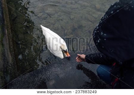 A Man Feeds A Swan On The Shore Of A Lake, Zurich