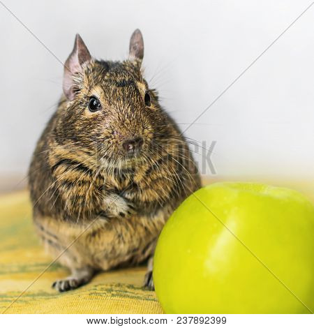 Close-up Portrait Of Cute Animal Small Pet Chilean Common Degu Squirrel Sitting With Big Green Apple