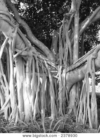 Mangrove Tree
