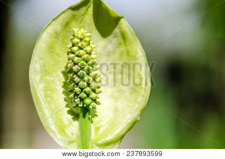 Green Spathiphyllum Araceae Flower Or Peace Lily Stamens On The Sunny Day Close Up With Selective Fo