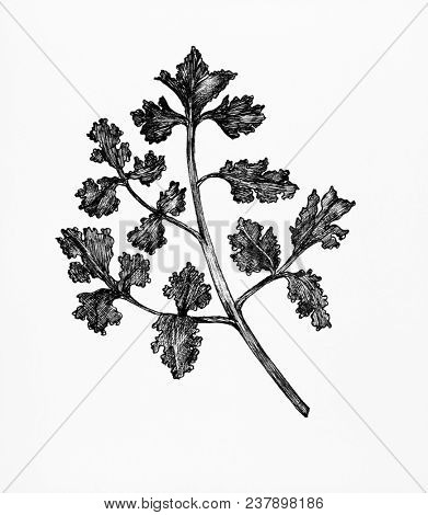 Hand-drawn fresh coriander isolated