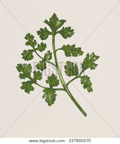 Hand-drawn fresh coriander isolated