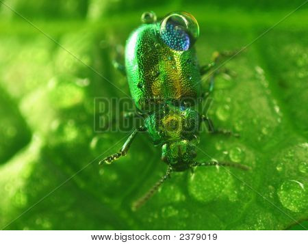 Little Green Bug